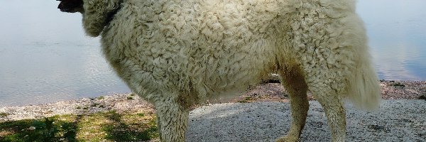 woda, Owczarek węgierski Kuvasz