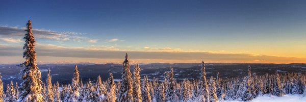 Widok, Zima, Drzewa