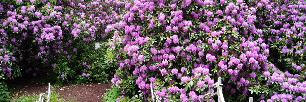Rododendrony, Poręcz, Ozdobna, Fioletowe