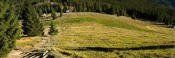 Beskidy, Góry, Polana