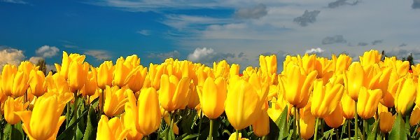 Żółtych, Niebo, Tulipanów, Pole