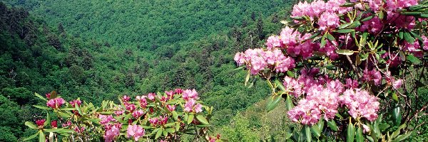 Góry, Rododendron, Kwitnące, Zalesione