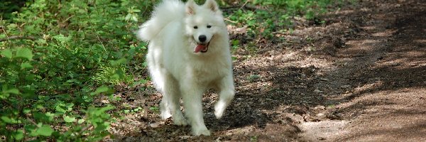 Samojed, Zieleń, Ziemia, Piesek