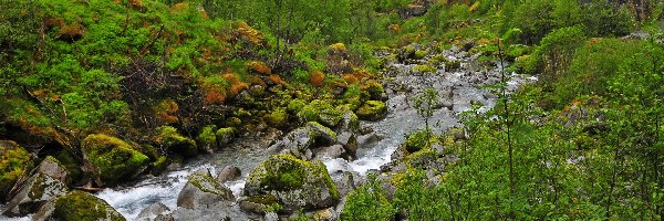 Rzeczka, Krzewy, Kamienie, Górska