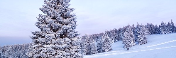 Zima, Las, Drzewa