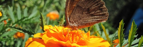 Motyl, Aksamitki, Kwiaty