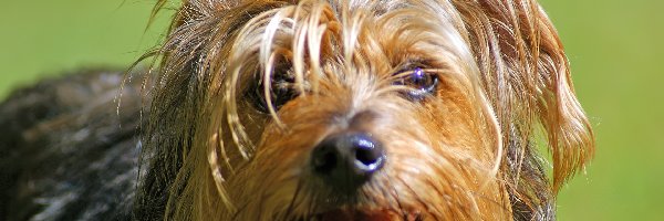 Yorkshire Terrier, Piesek