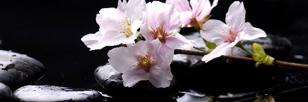 Magnolii, Woda, Kamienie, Kwiaty