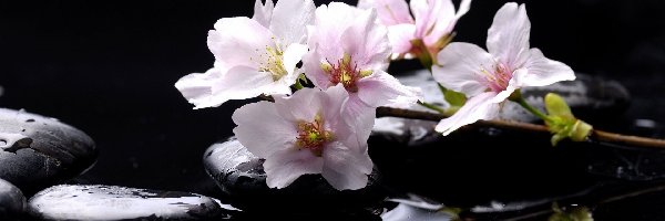 Magnolii, Woda, Kamienie, Kwiaty