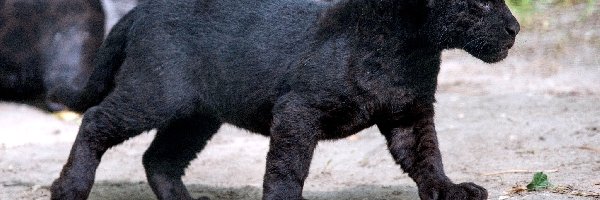 Pantera, Czarna, Mała