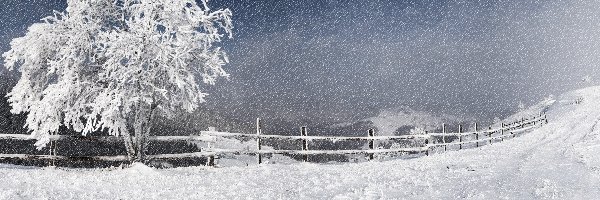 Zima, Drzewo, Ośnieżone, Ogrodzenie, Śnieg
