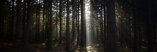 Drzewa, Promień, Światło, Las