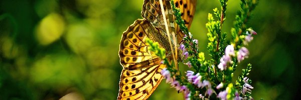 Roślina, Motyl