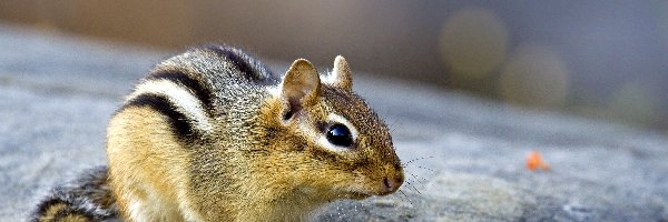 Chipmunk, Mały, Skała