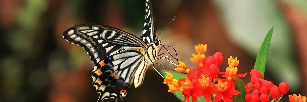 Kwiat, Motyl
