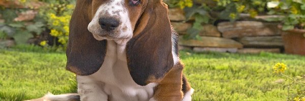 Ogród, Basset Hound