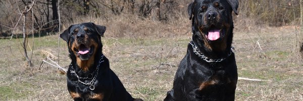 Kolczatka, Rottweilery, Dwa