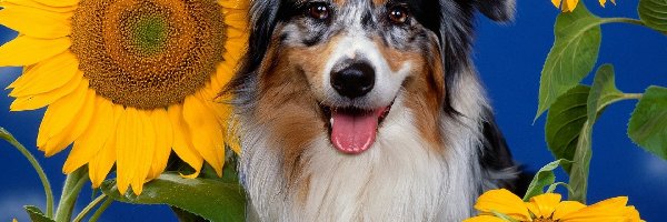 Australian shepherd, Owczarek australijski, Słoneczniki