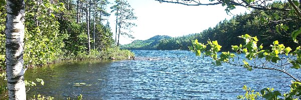 Maine, Drzewa, Jezioro