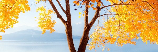 Drzewo, Jesień, Góry, Jezioro