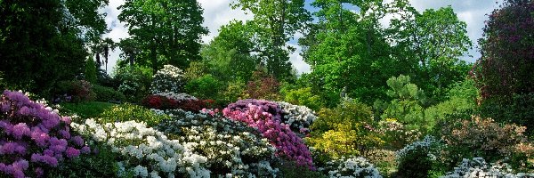 Rododendron, Kwiaty, Park