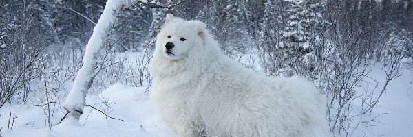 Zima, Biały, Lasek, Samojed, Pies