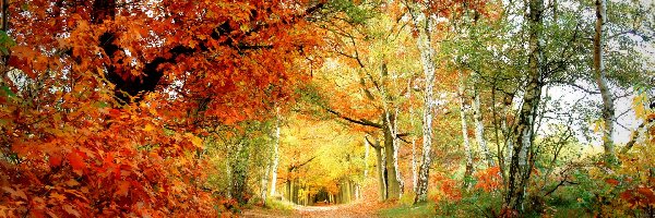 Jesień, Drzewa, Aleja, Liście, Kolorowe