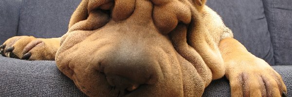 Mordka, Kanapa, Sen, Shar Pei