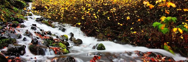 Jesień, Rwący, Las, Kamienie, Potok