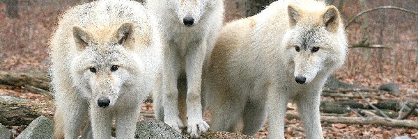 Wilki, Białe, Gromadka