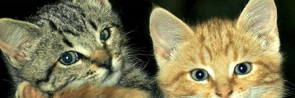 Koty, Beczka