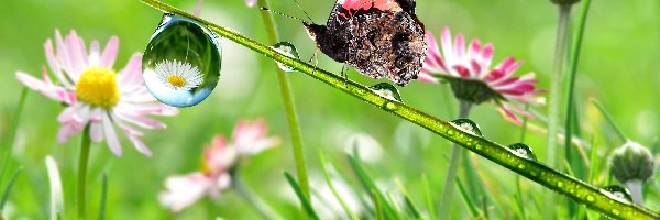 Makro, Rosy, Krople, Motyl, Kwiatki