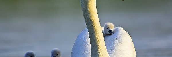 Jezioro, Łabędzie, Ptaki