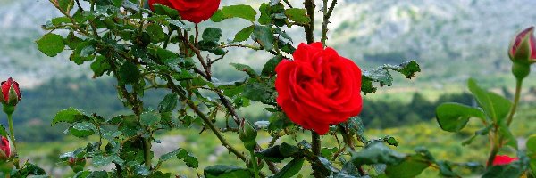 Róże, Czerwone, Piękne