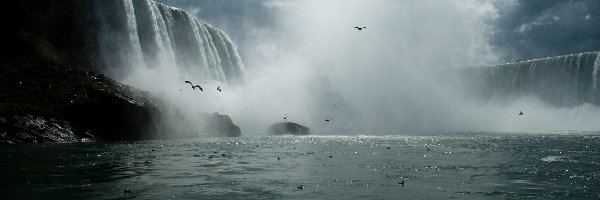 Ptaki, Niagara, Wodospad