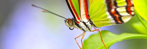 Listek, Motyl