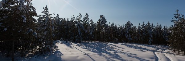 Las, Koleiny, Śnieg, Słońca, Promienie