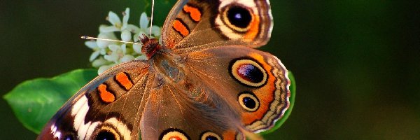 Białe, Kwiatki, Drobne, Motyl