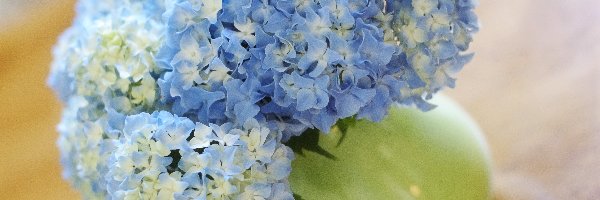 Hortensji, Kwiaty, Niebieskie