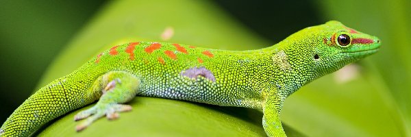 Jaszczurka, Felsuma madagaskarska, Gekon, Zielona