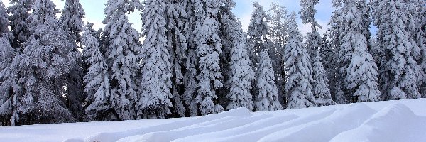 Drzewa, Ośnieżone, Zima