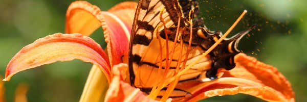 Lilia, Pomarańczowa, Motyl