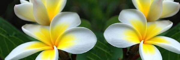 Liście, Plumeria, Kwiaty