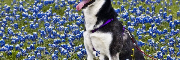 Kwiatki, Łąka, Siberian Husky