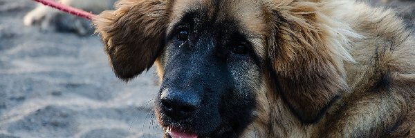 Leonberger, Smycz, Szczeniak