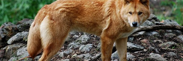 Dingo, Pies, Dziki