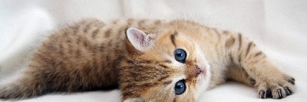 Kotek, Oczy, Niebieskie, Mały