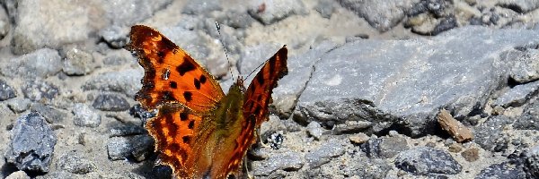 Motyl, Brązowy