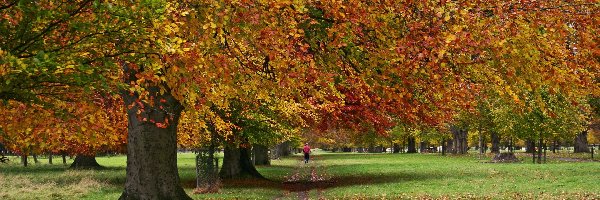 Jesień, Liście, Zieleń, Park