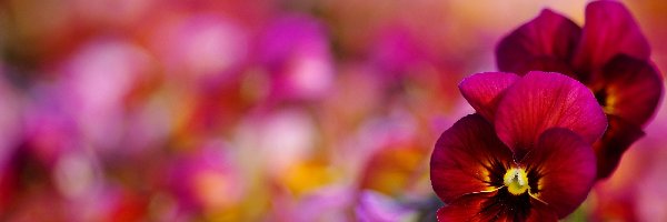 Bokeh, Bratki, Bordowe